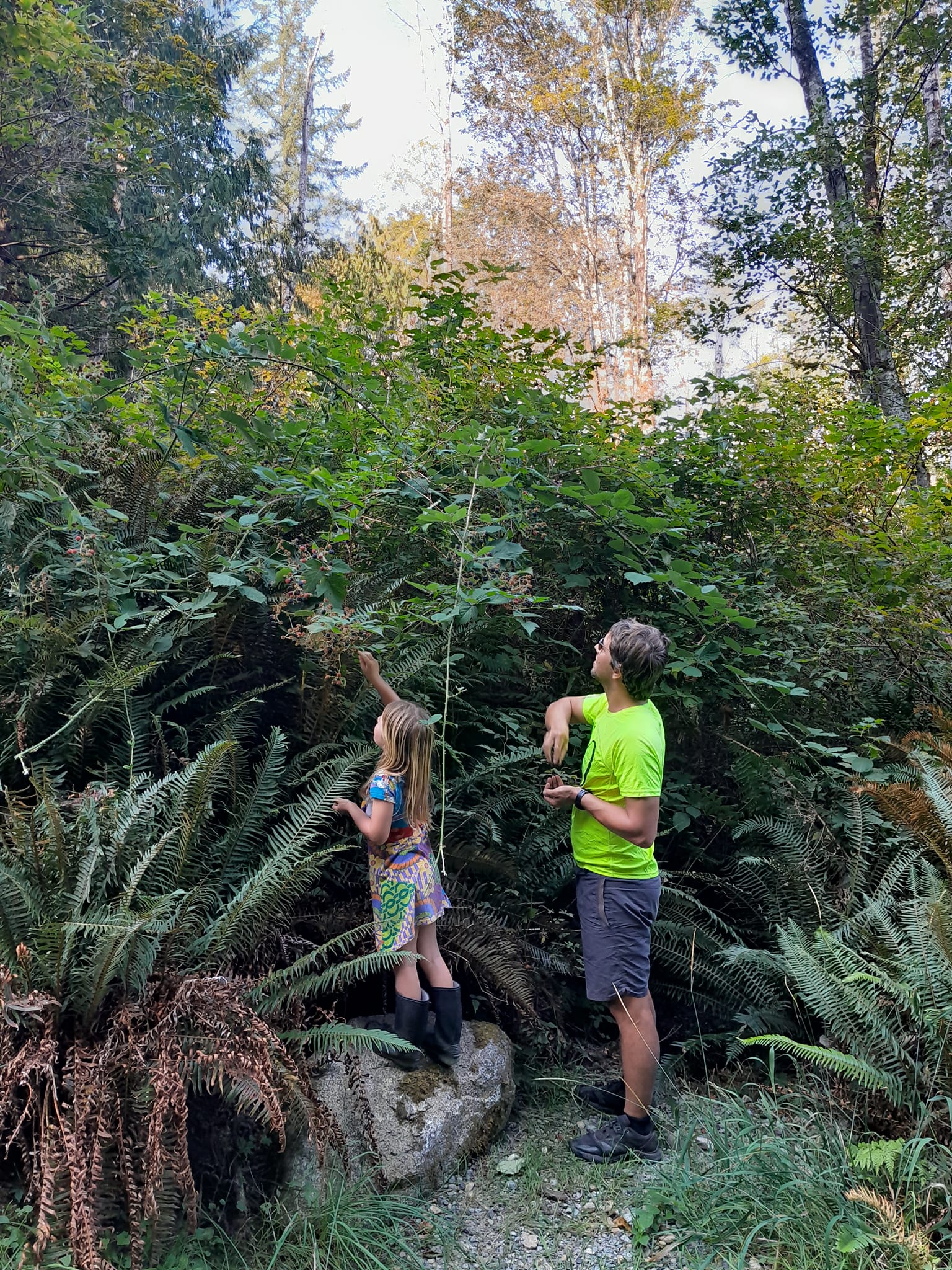 Cueillette de mures,  Cortes island