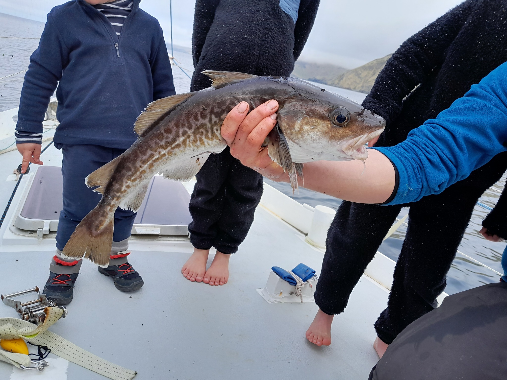 pêche à la morue