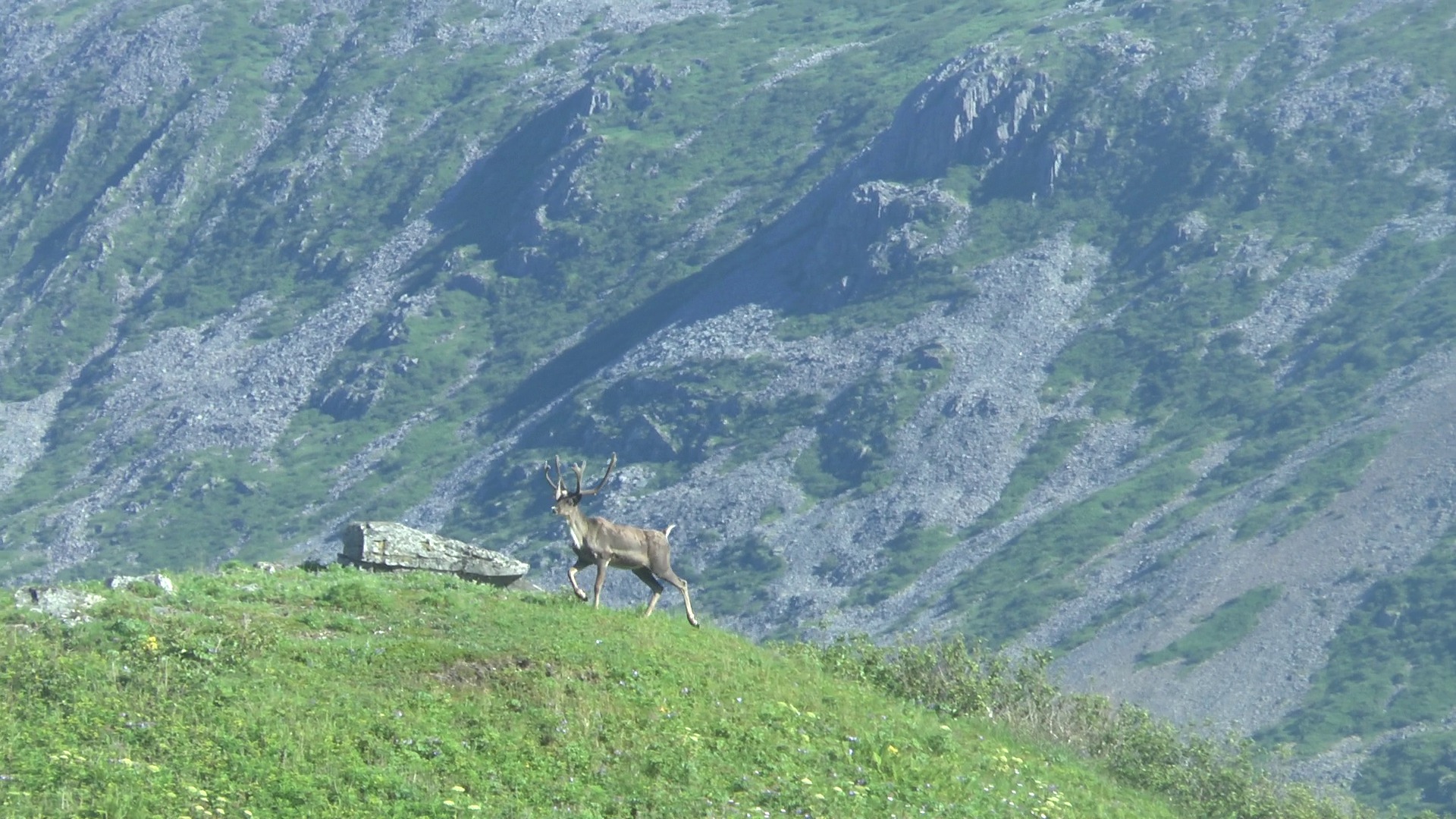 Caribou, agripina bay