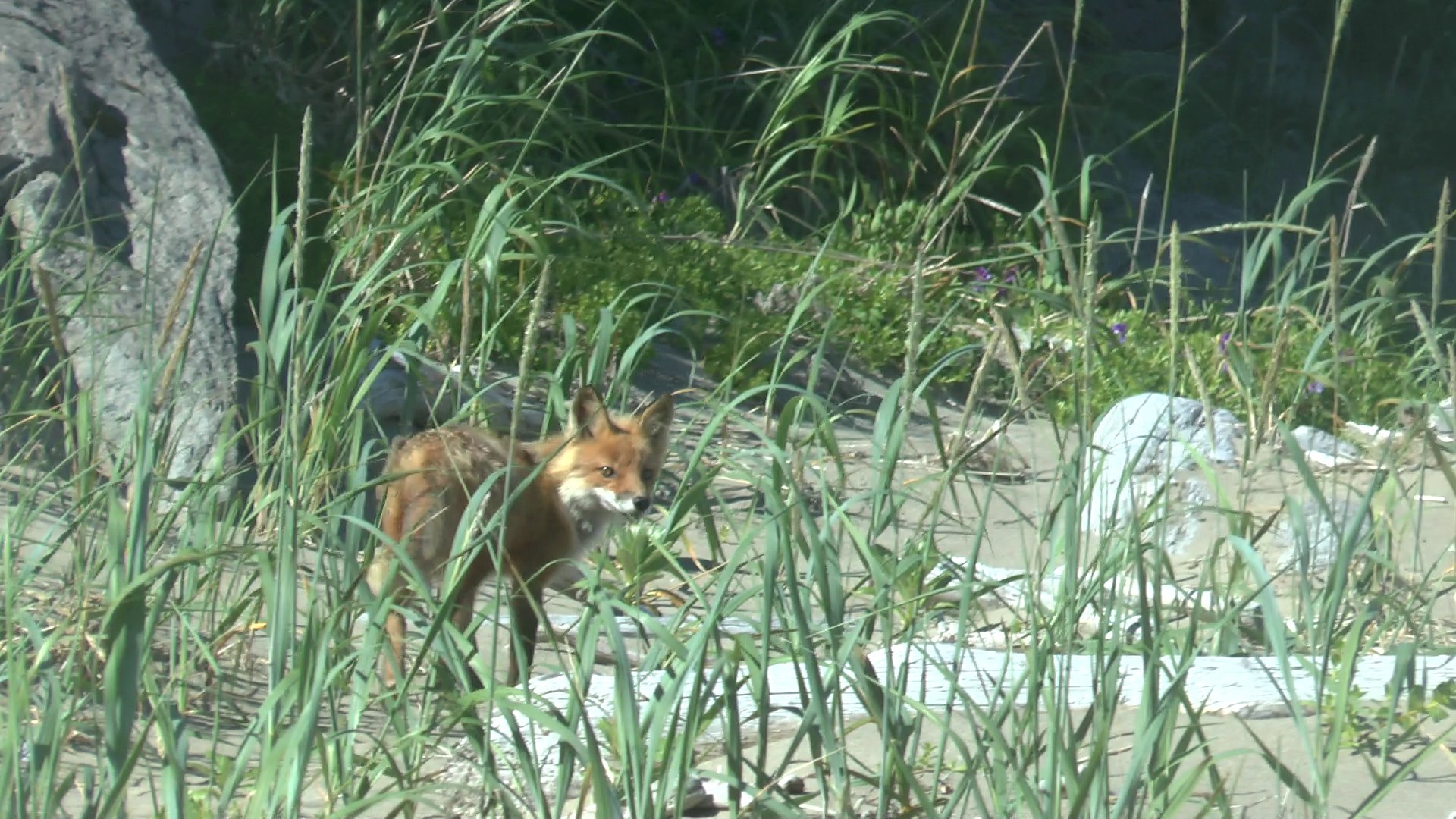 Renard roux, agripina bay