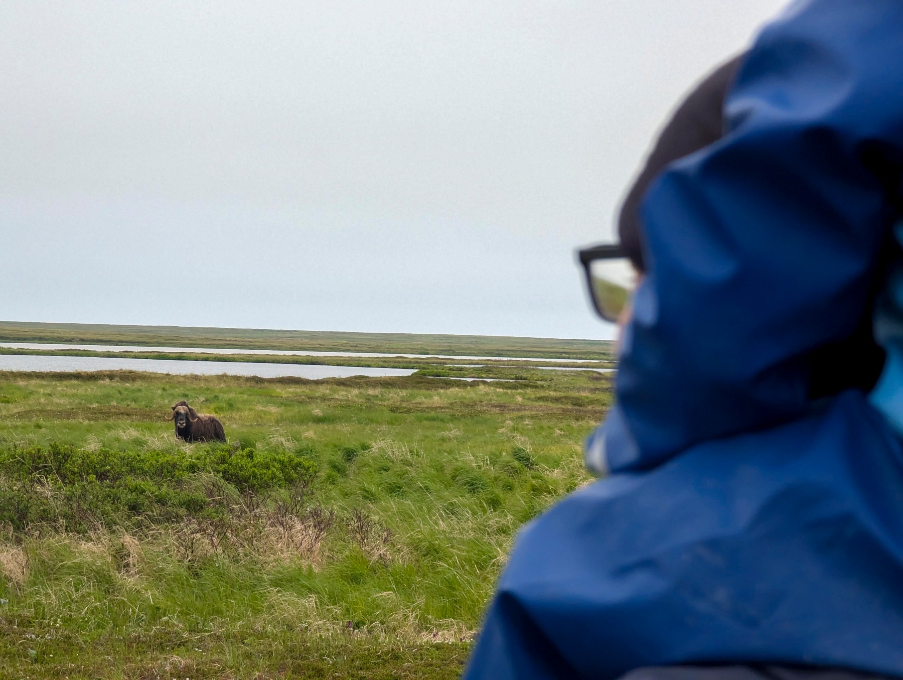 Muskox à Nunivak, photo @[100063928514030:2048:Alluring Arctic]