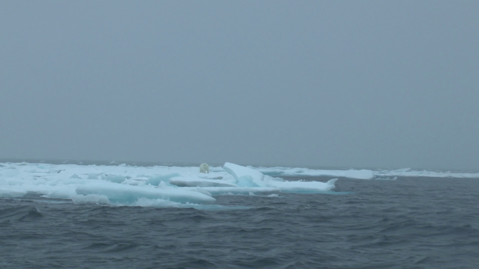 Ours polaire sur un floe, Victoria strait